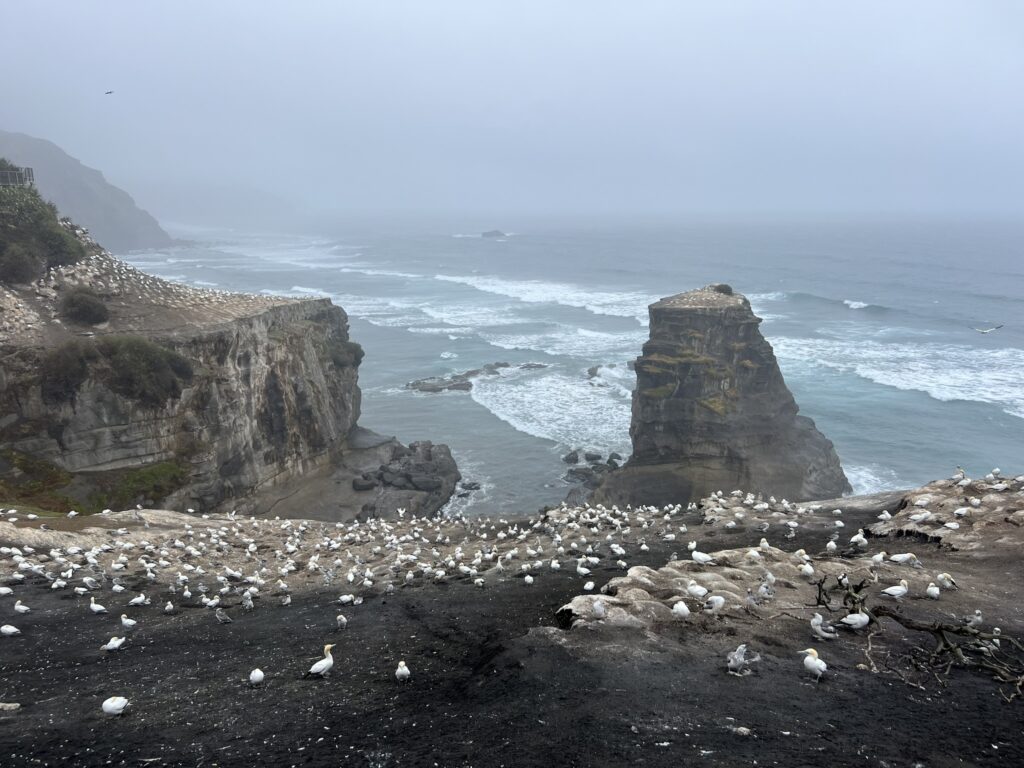 A colony of birds on a black sand beach outside of Auckland, New Zealand