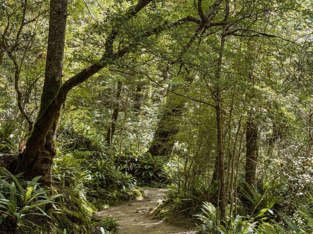 A semi-tropical forest used as one of the filming locations in the Lord of the Rings