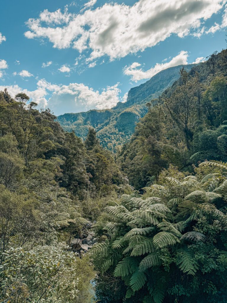 A forest with large ferns in the Coromandel Peninsula
