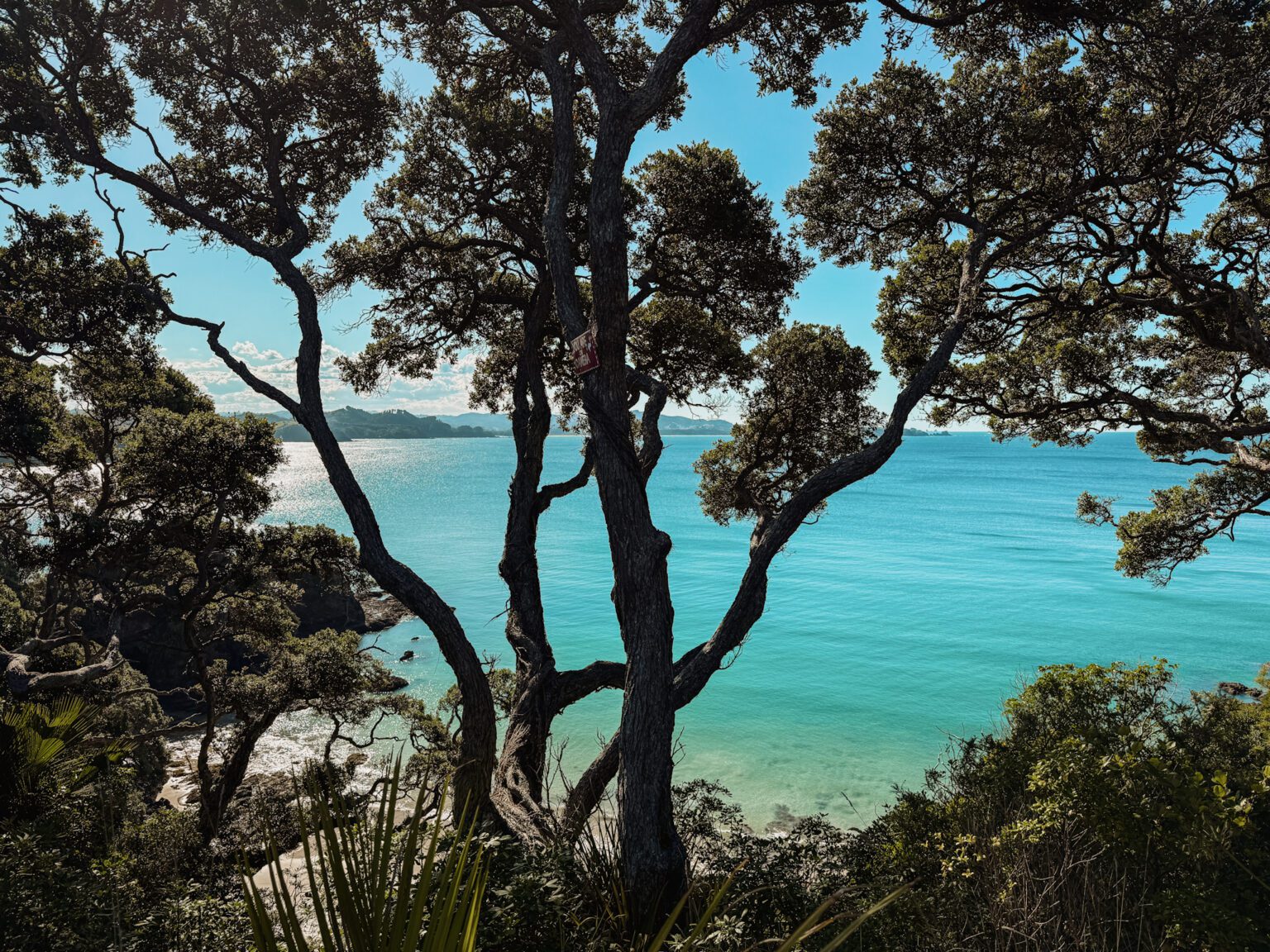 a secluded bay behind trees along the coast of Northland