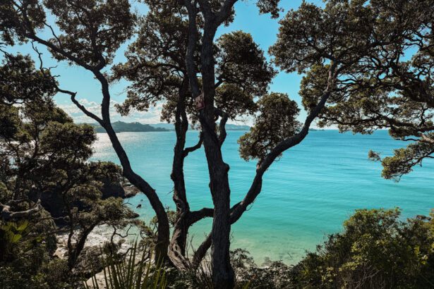 a secluded bay behind trees along the coast of Northland