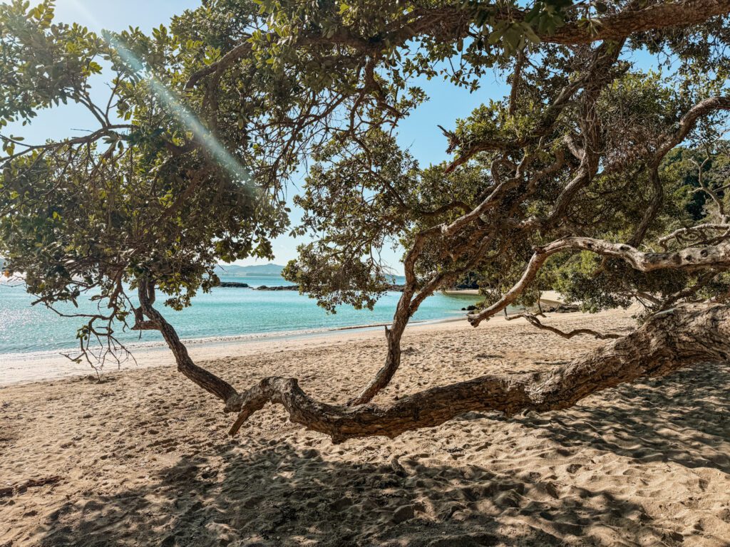 A tree going over a beach in the Northland area of New Zealand