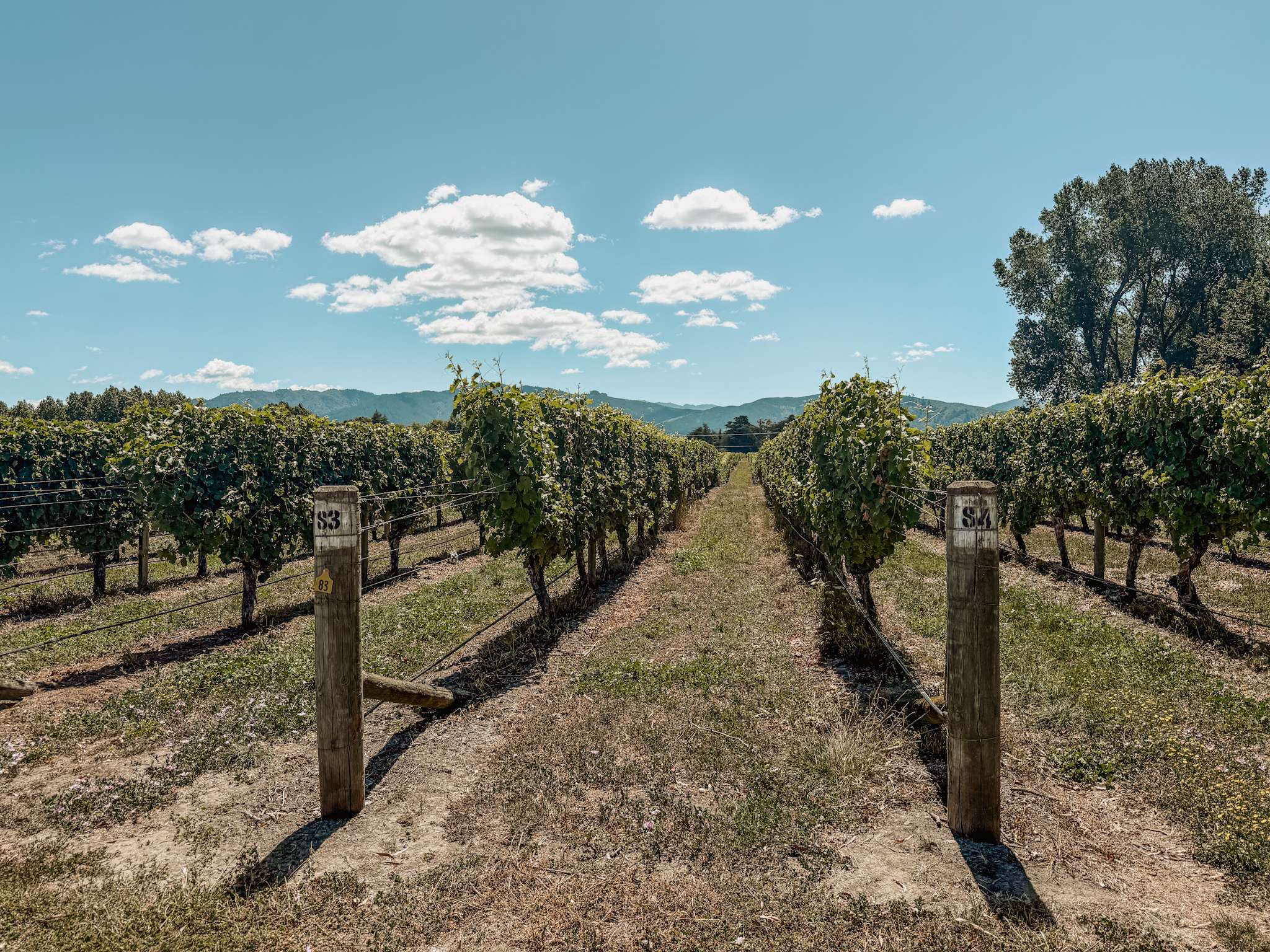 A row of vines in a vineyard as one of the top things to do in New Zealand