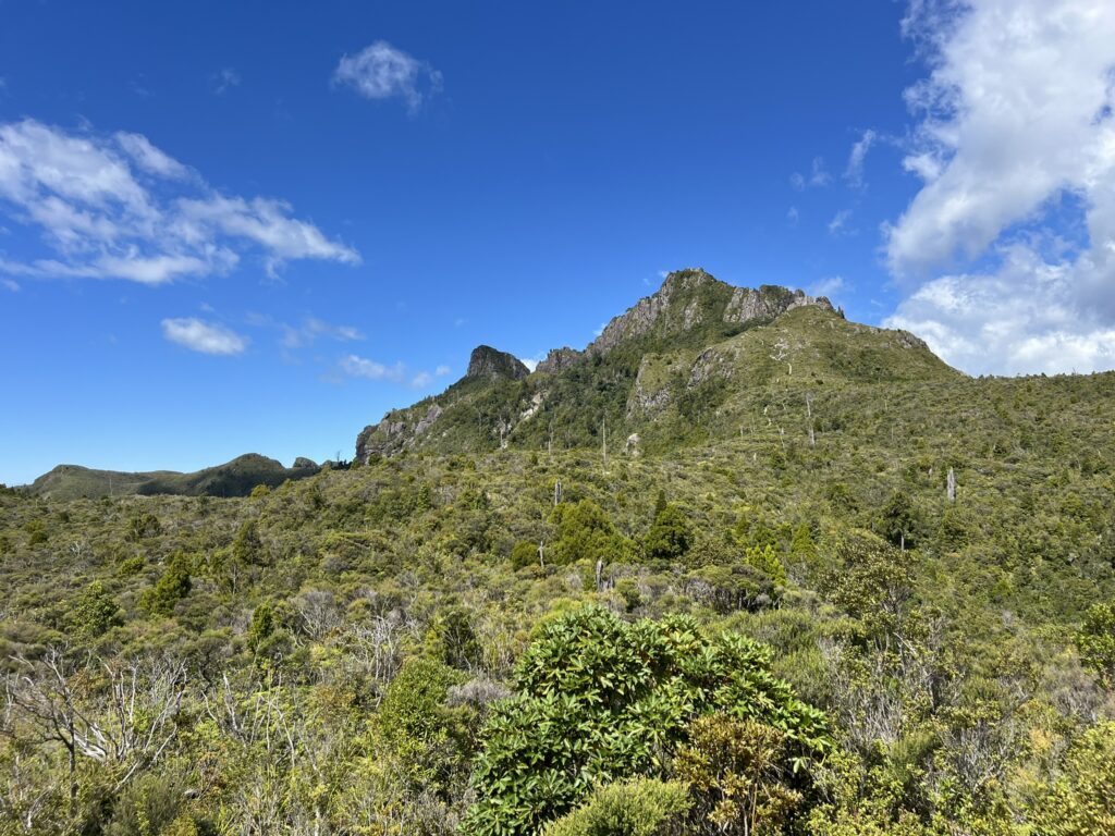 The peak of a mountain covered in trees in the Coromandel Peninsula