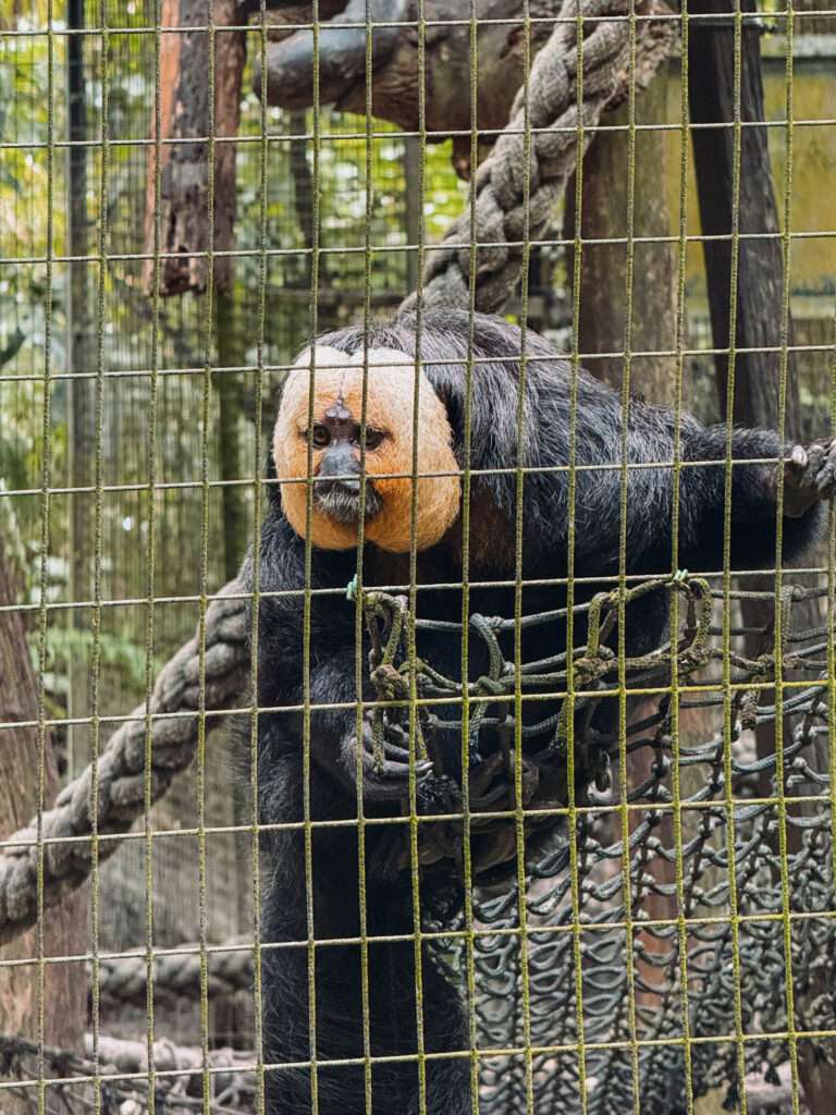 A monkey with a white face and black body behind a fence