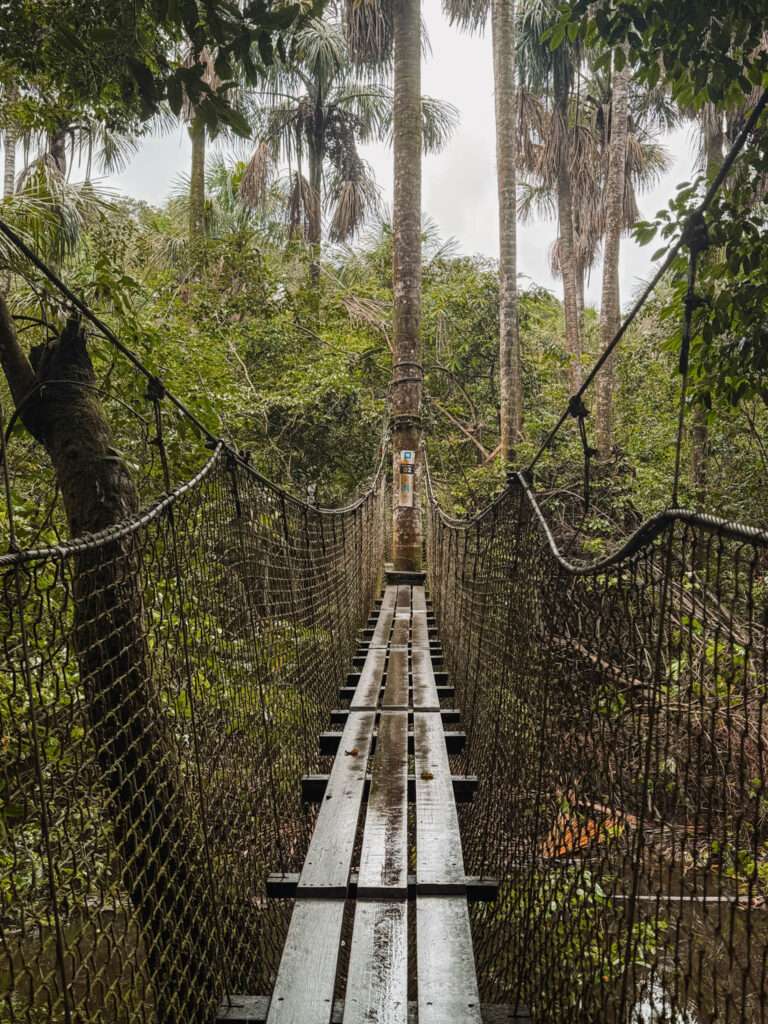 A suspension bridge going through a rainforest as one of the things to do in Cayenne