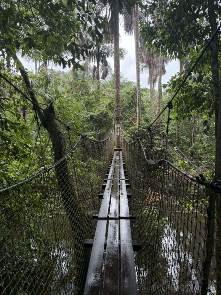 A suspension bridge going through a rainforest in French Guiana