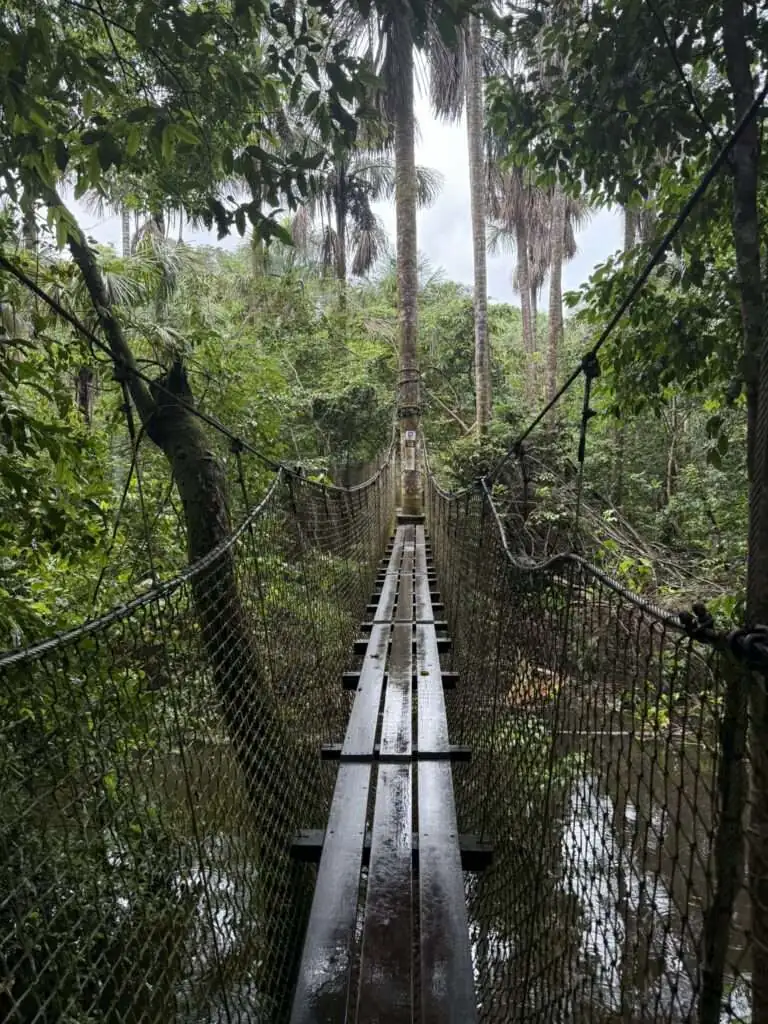 A suspension bridge going through a rainforest in French Guiana