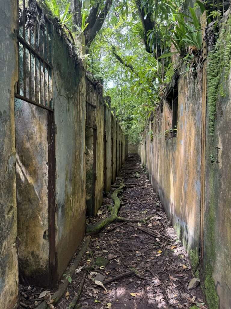 ruins that have been taken over by a rainforest in French Guiana