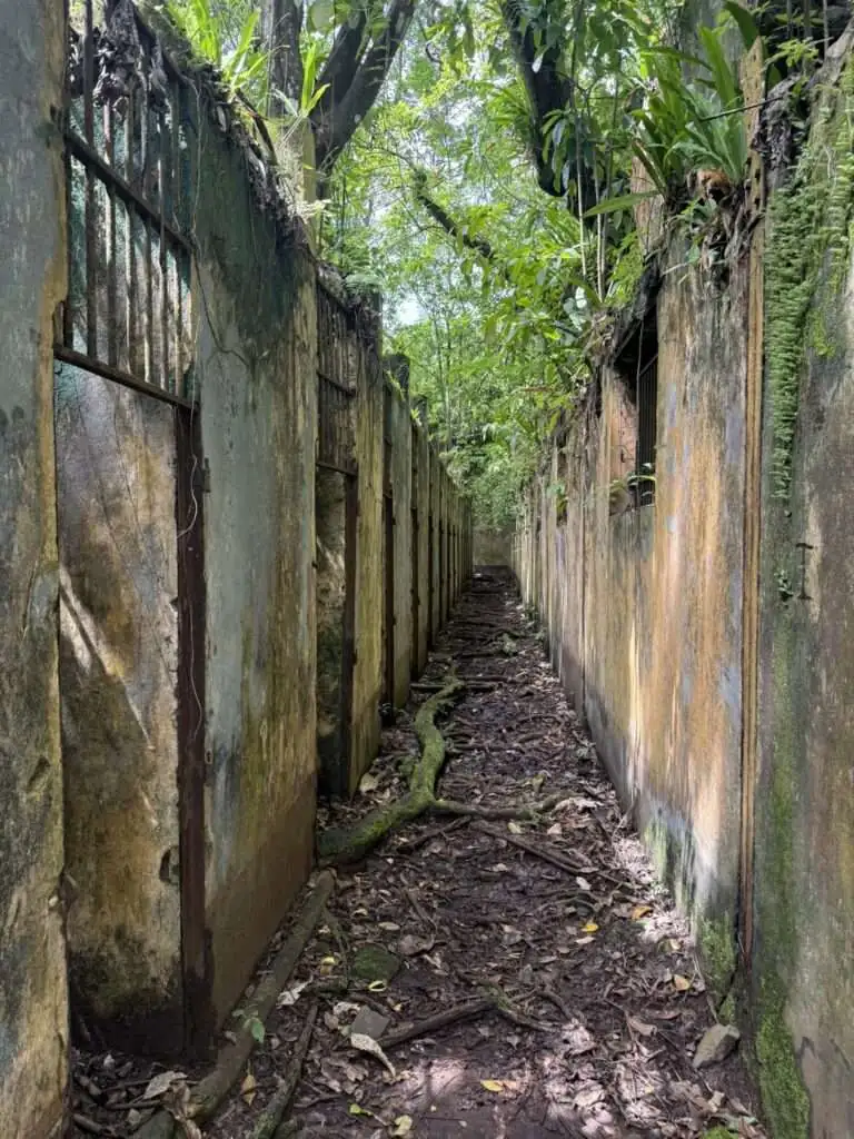 ruins that have been taken over by a rainforest in French Guiana