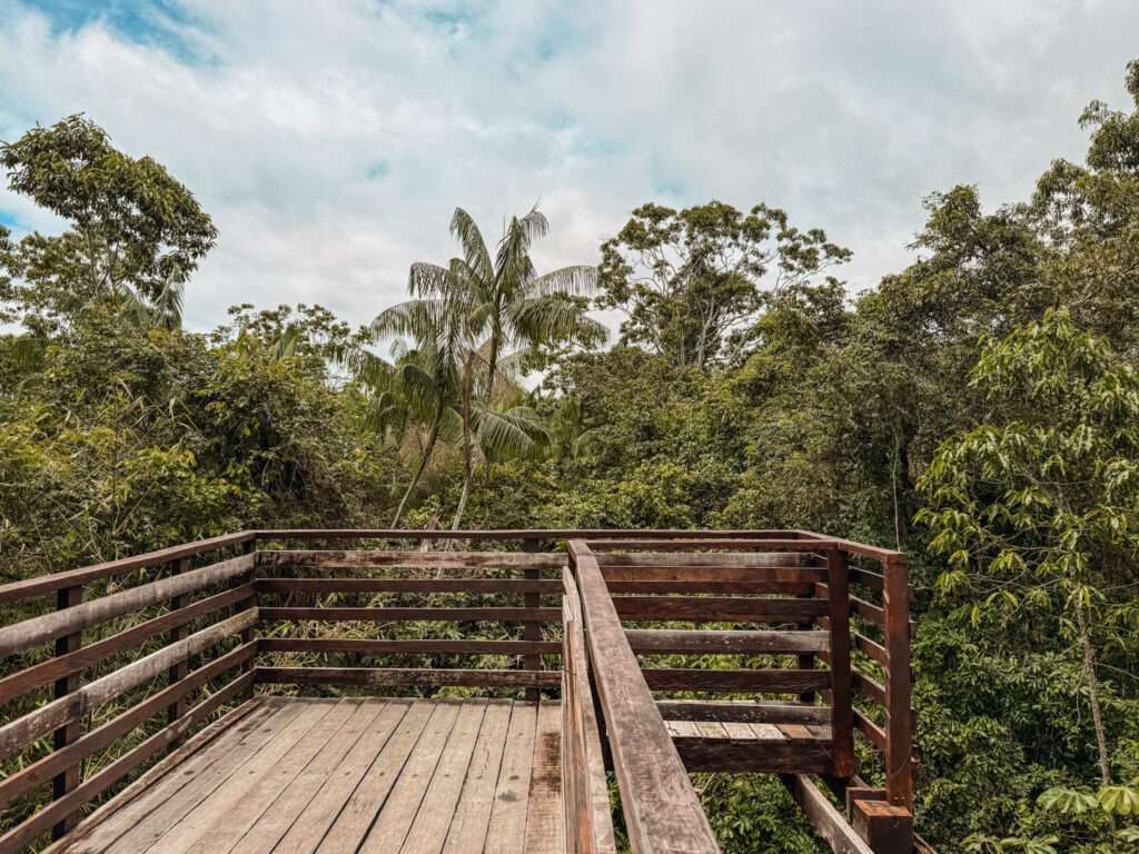 A treetop viewpoint overlooking a rainforest - Guianas itinerary