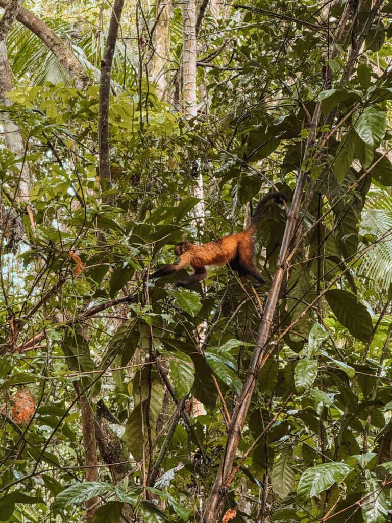 A monkey jumping between trees in a jungle as part of a Suriname itinerary