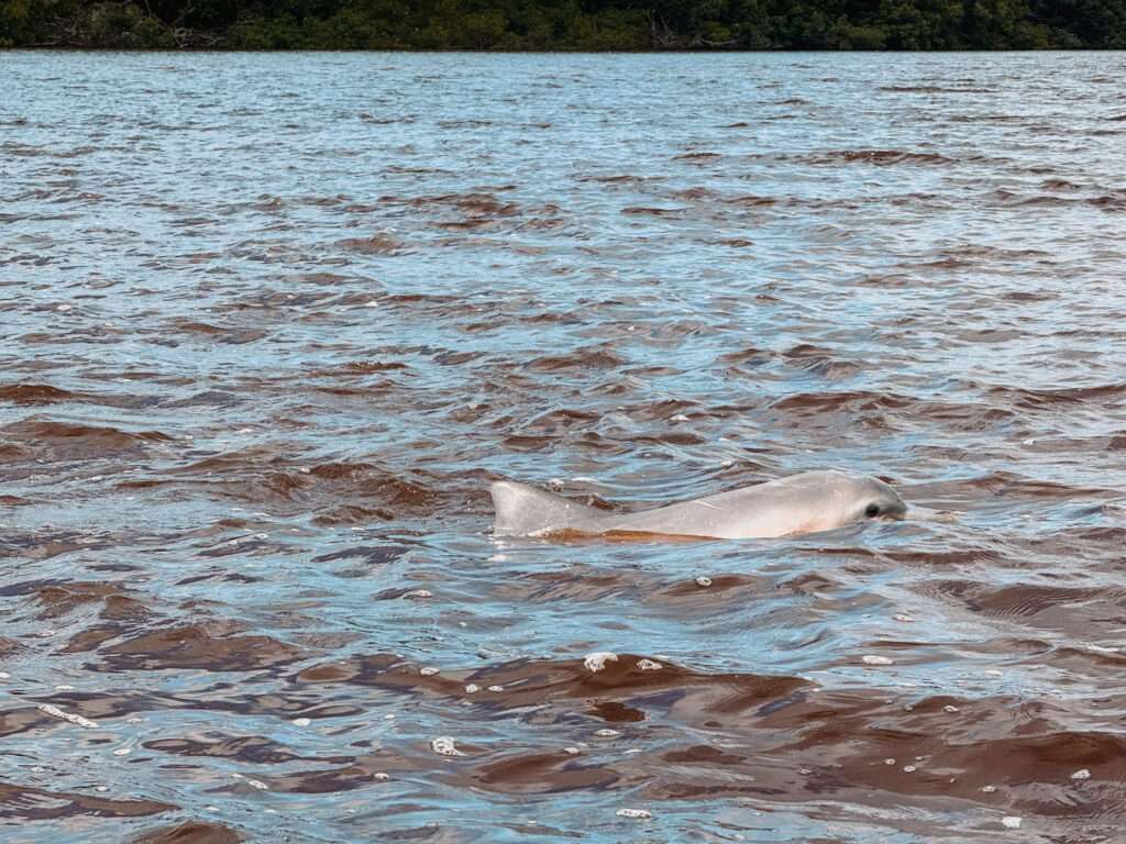 A dolphin swimming in a brownish river in Suriname