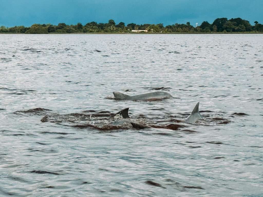 A pod of dolphins swimming in a river in Suriname - Guianas itinerary