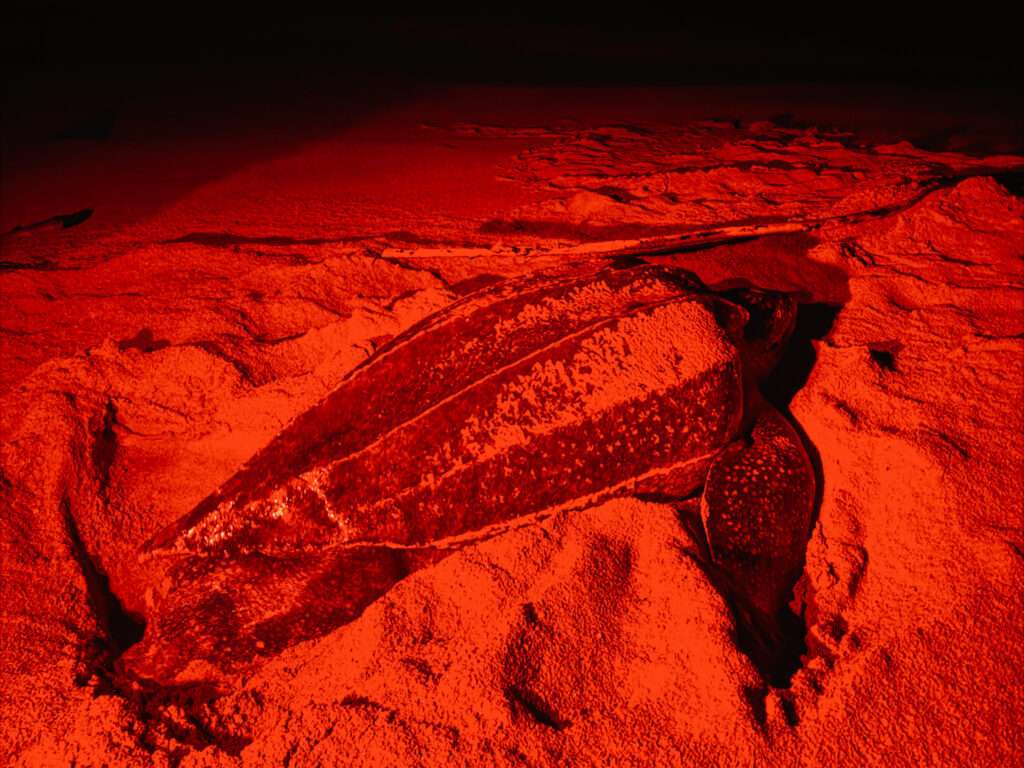 A huge turtle laying in the sand under a red light as part of the Suriname itinerary