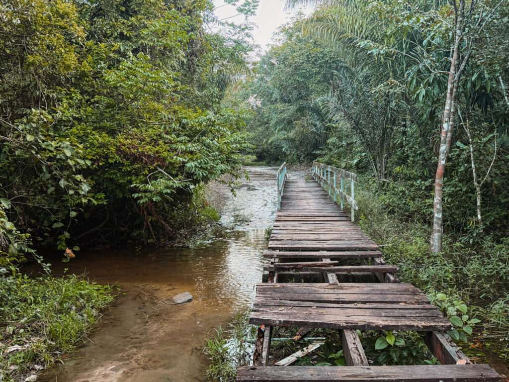 A wooden deck path over a flooded areas of the rainforest - Guianas itinerary