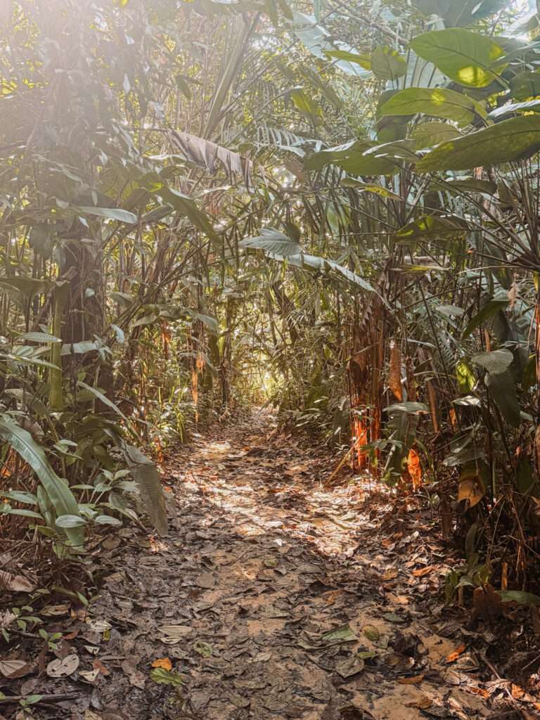 A path going through a rainforest within a Maroon community in Suriname