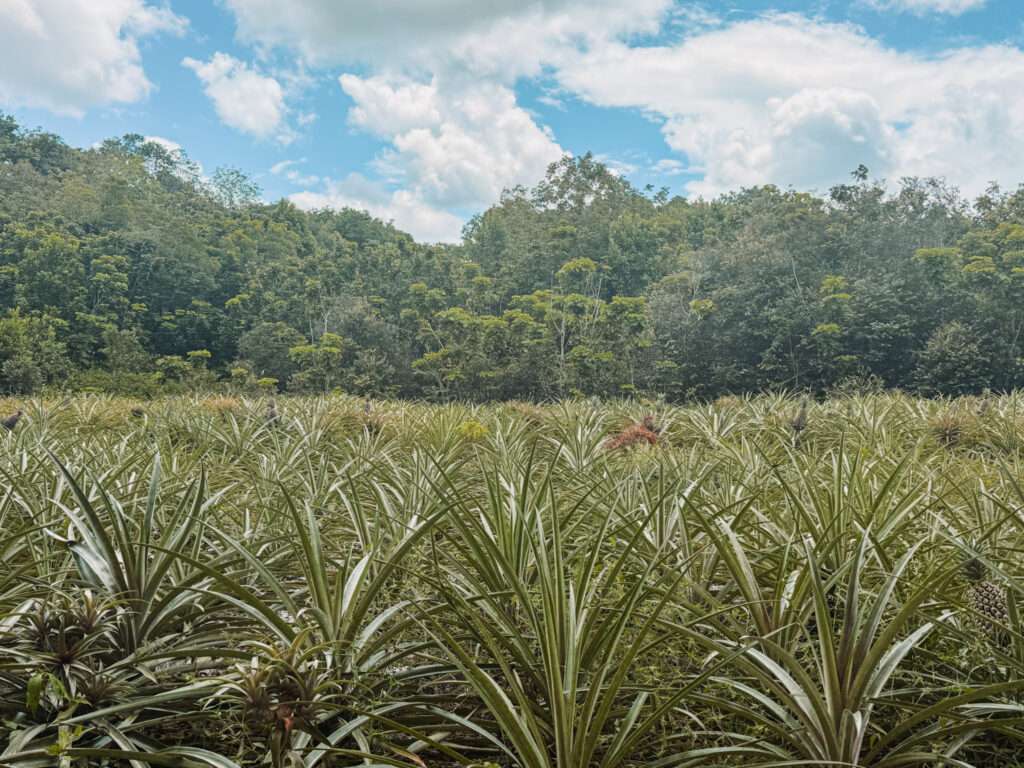 A field of pineapple plants in the jungle