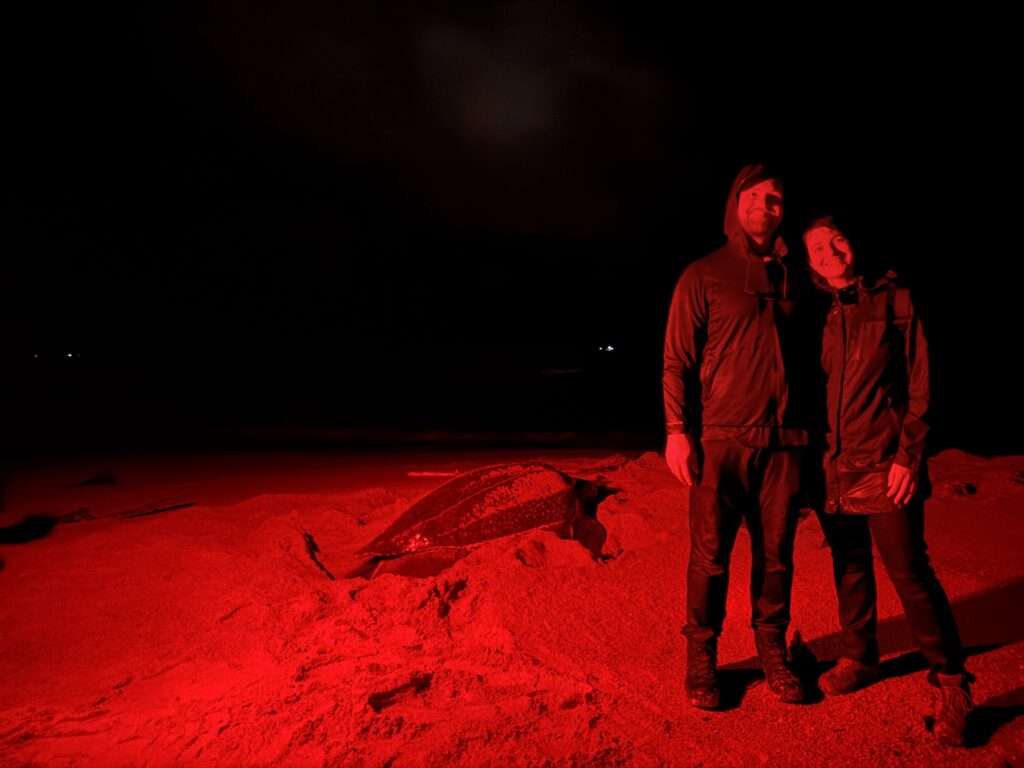 Two people standing in front of an enormous turtle laying its eggs on the beach