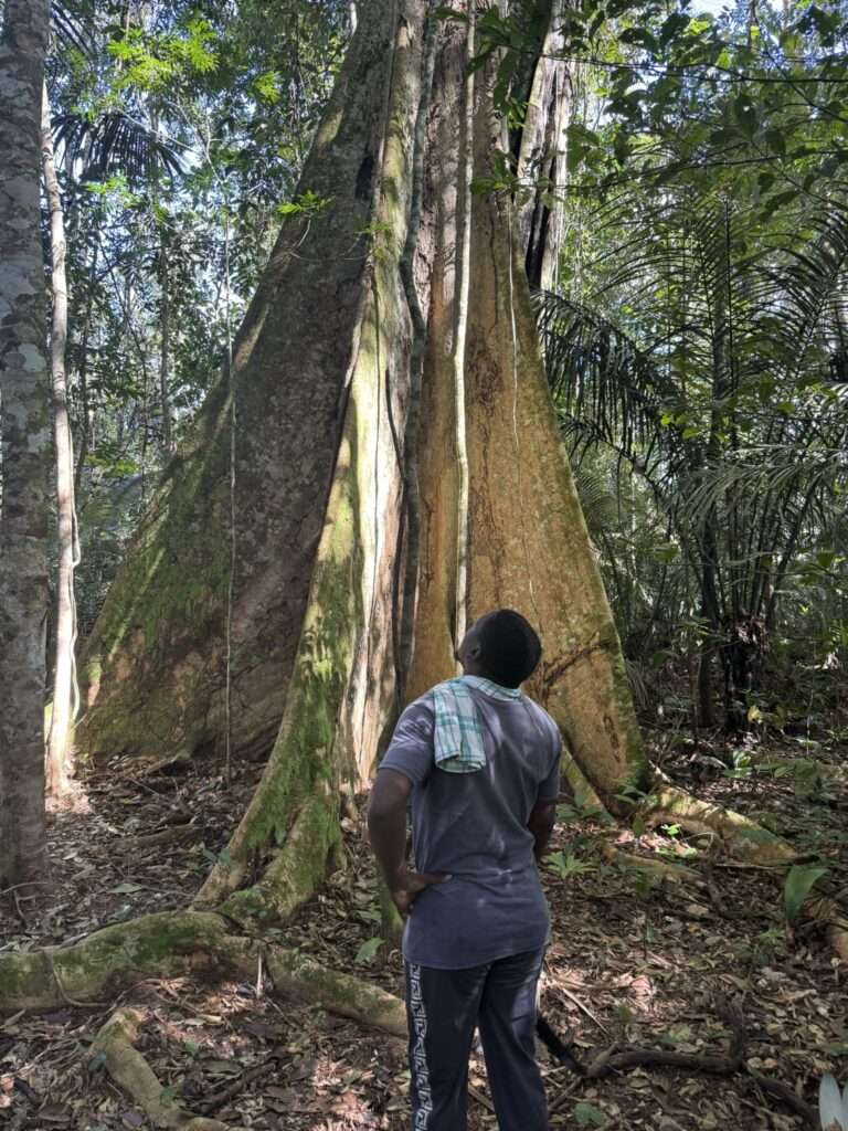 A man standing in front of a large tree in a rainforest in Suriname