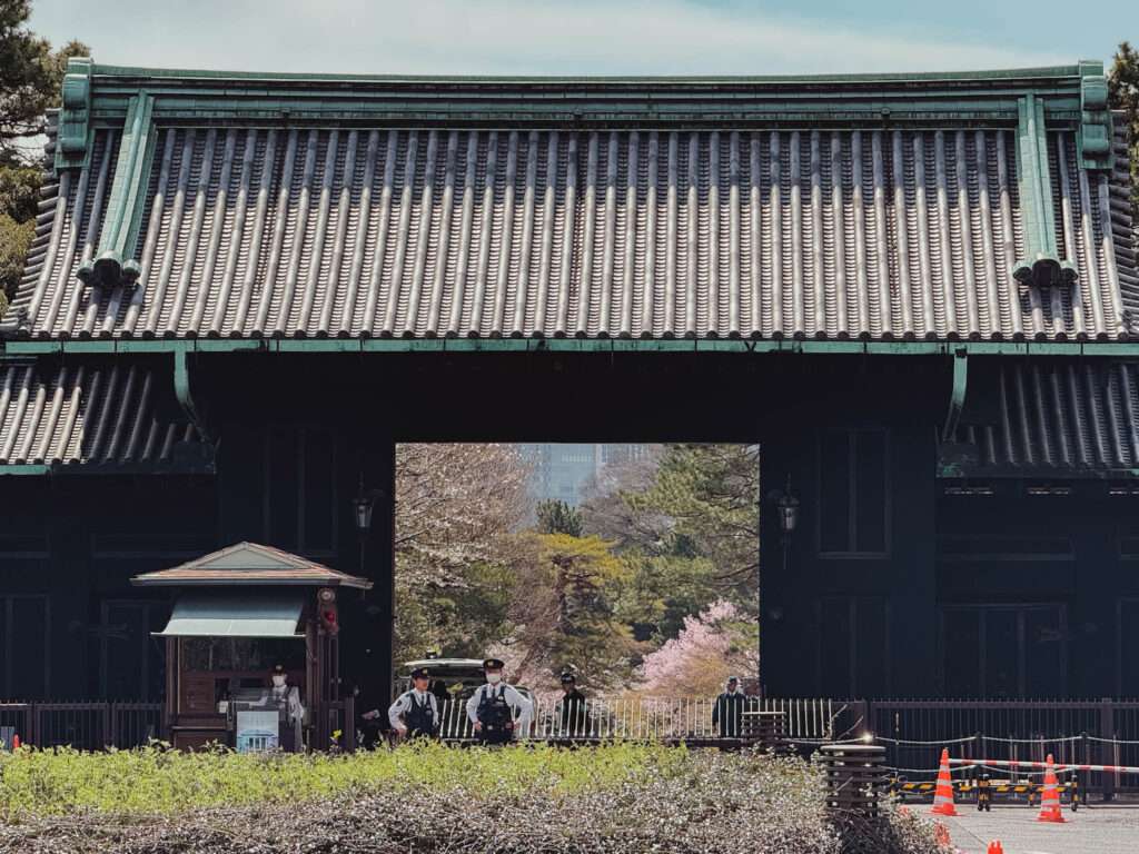 A peak of cherry trees in full bloom behind the walls of the imperial palace of Japan in Tokyo
