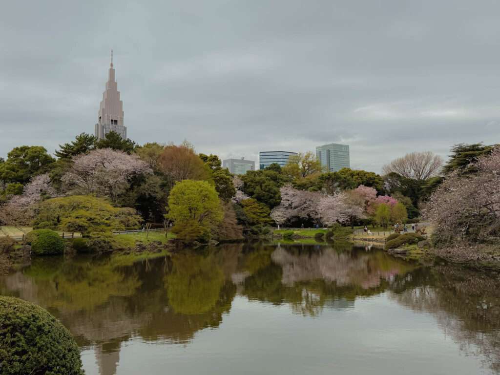A pond surrounded by brush and cherry blossom trees within the city of Tokyo as part of the 5 day Tokyo itinerary