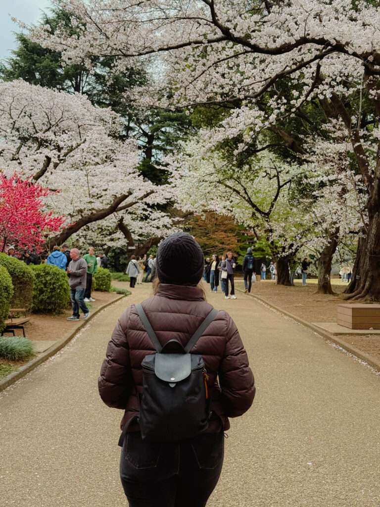 A woman walking through a path that is lined with blooming cherry blossom trees in Tokyo