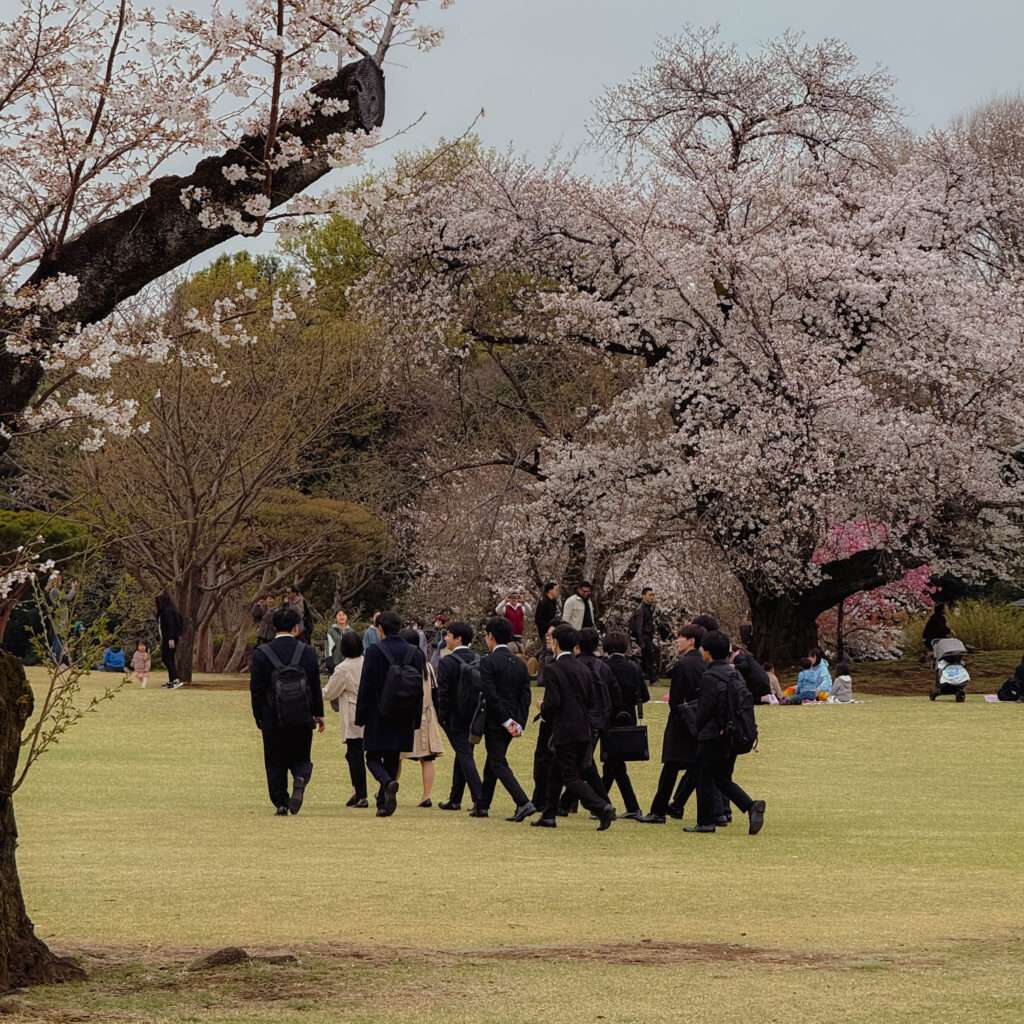 A group of business people walking across a lawn surrounded by cherry blossom trees in Tokyo, Japan