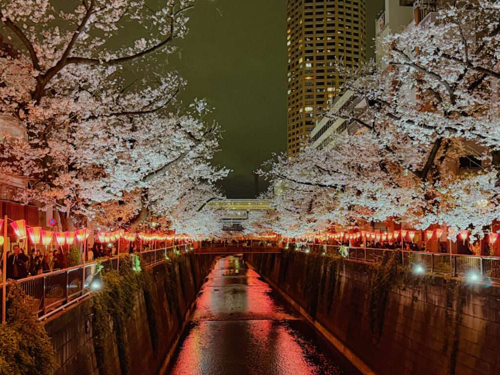 The Meguro river lined with cherry blossoms on the cherry blossom promenade