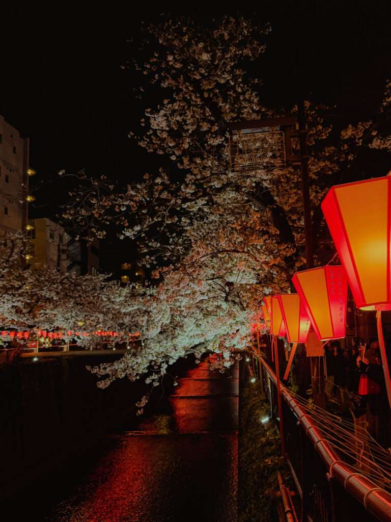 A pathway lined with blooming cherry blossom trees and red lanterns