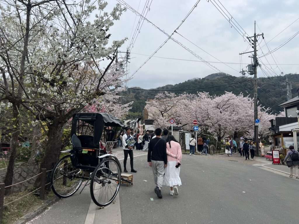 People walking in the small streets of Kyoto with cherry blossom trees lining the streets