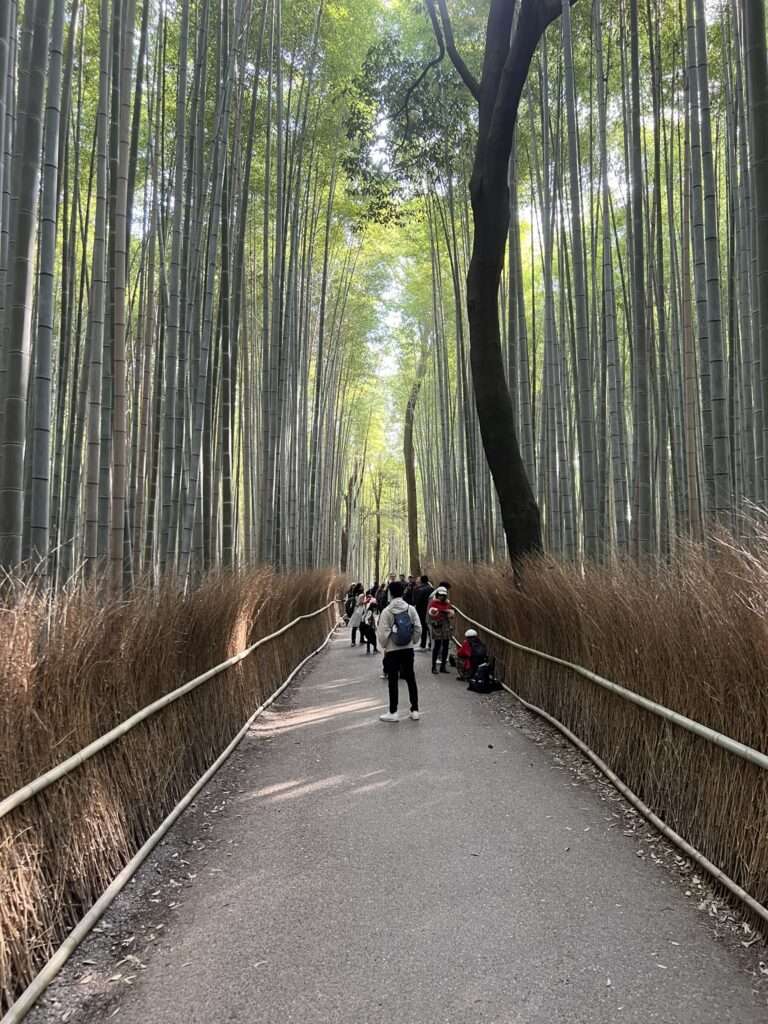 A pathway through a bamboo forest