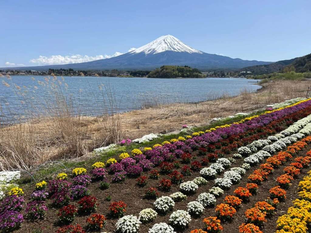 A colorful flower garden with beautiful views of Mount Fuji and the lake