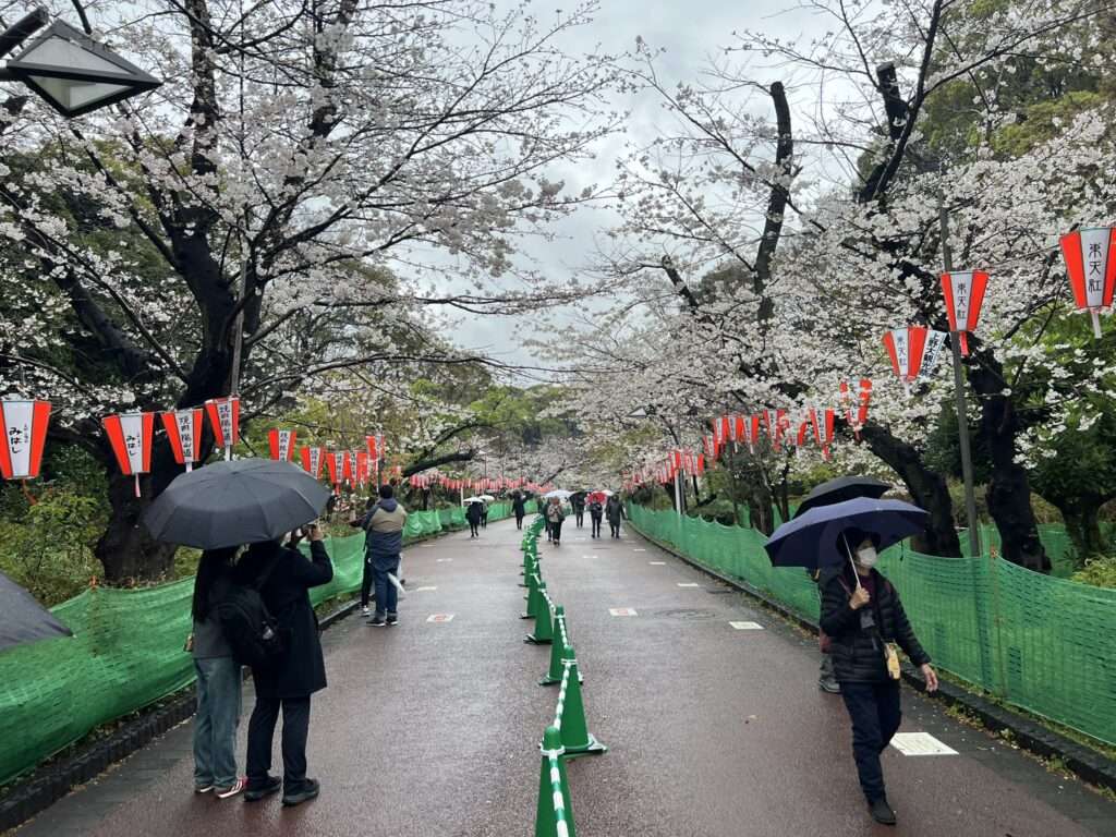 A walking pathway through a park with blooming cherry blossom trees on either side