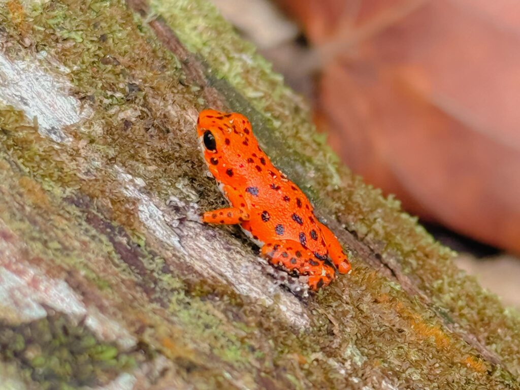 Strawberry poison dart frog on a mossy tree trunk in Bocas del Toro, Panama