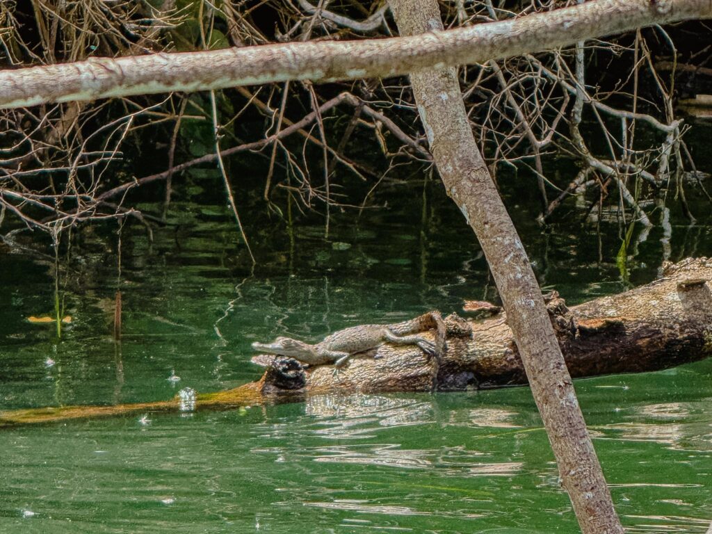 Caiman resting on a submerged log in the Chagres River, Gamboa, Panama