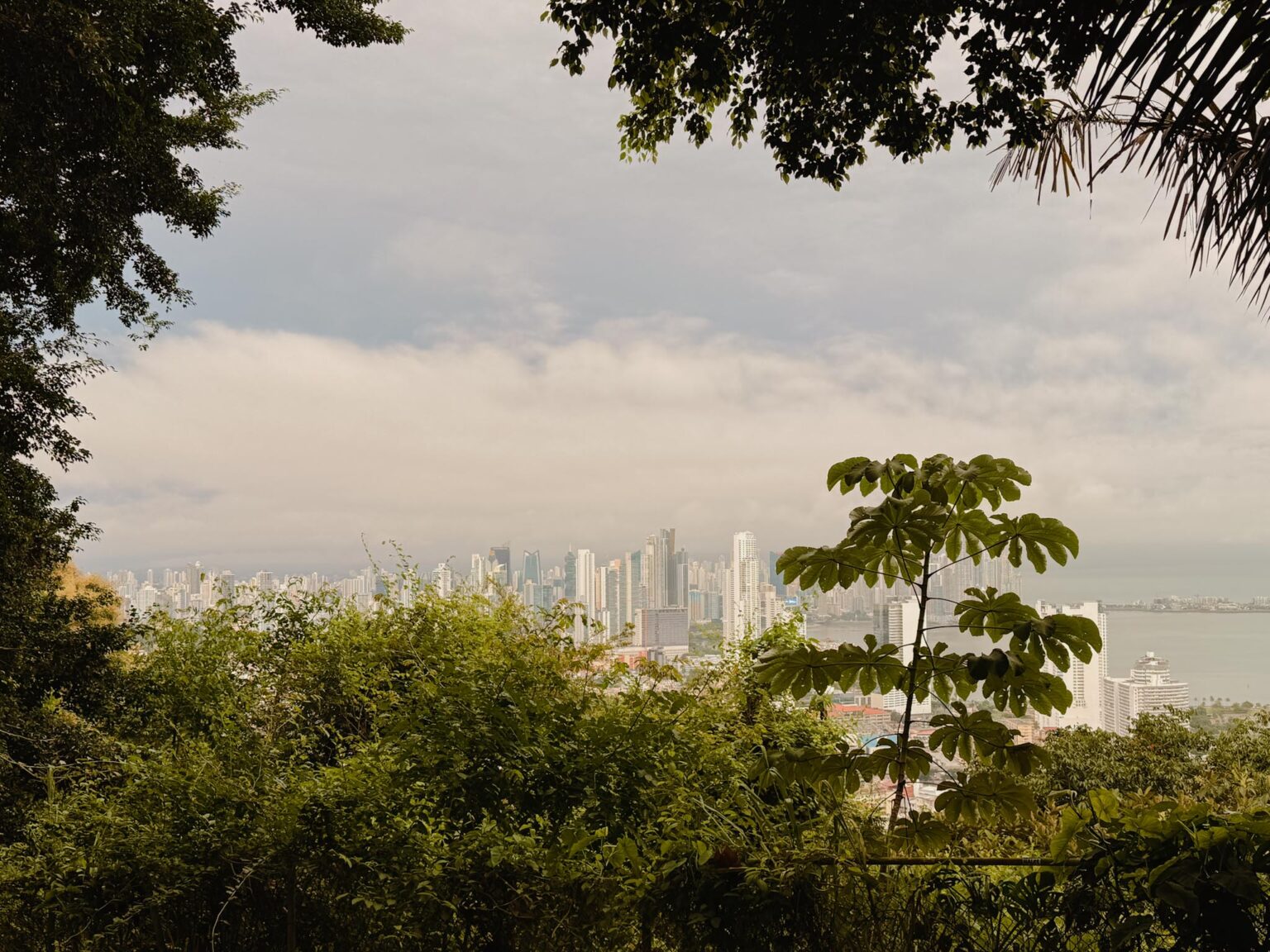 Panama City skyline seen through lush tropical forest on Ancon Hill