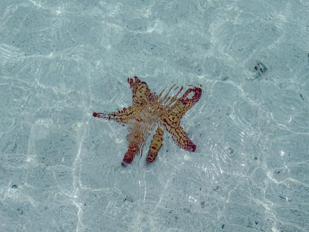 Cushion sea star in the clear shallow water of the San Blas Islands, Panama