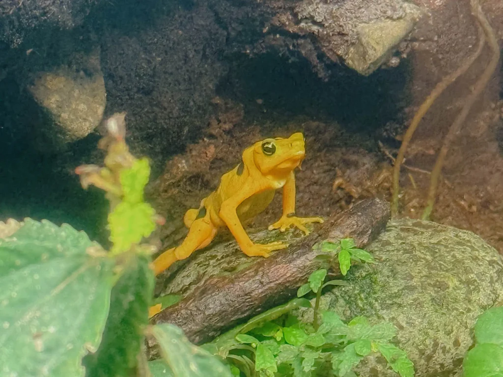 Panamanian golden frog on a mossy log at the El Valle Amphibian Conservation Center in Valle de Antón, Panama
