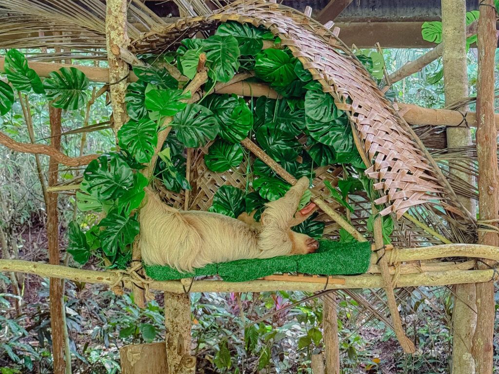 Two-toed sloth resting in a bamboo enclosure surrounded by monstera leaves at the Gamboa Rainforest Resort sloth sanctuary, Panama -- day trips from Panama City