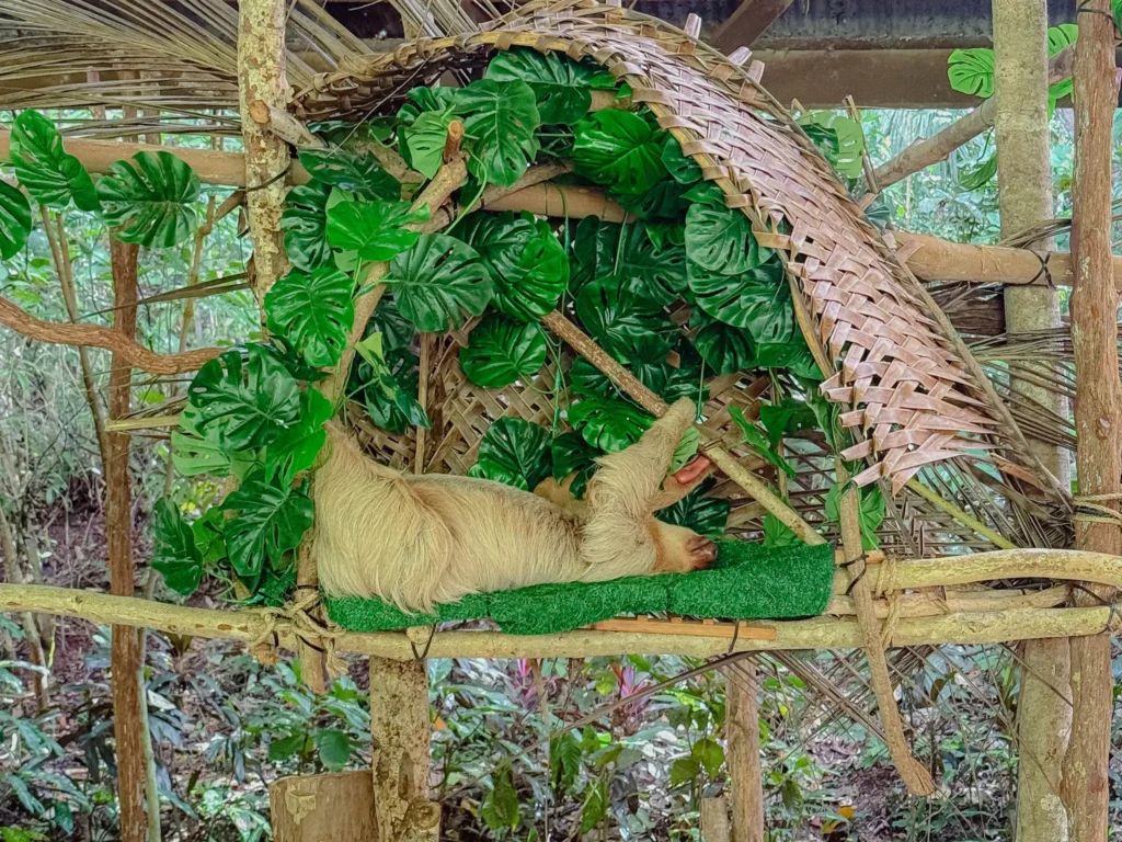 Two-toed sloth resting in a bamboo enclosure surrounded by monstera leaves at the Gamboa Rainforest Resort sloth sanctuary, Panama -- day trips from Panama City