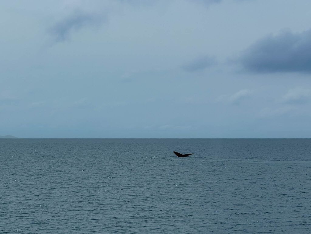 Humpback whale tail surfacing above the Pacific Ocean near the Pearl Islands during whale season, Panama -- day trips from Panama City