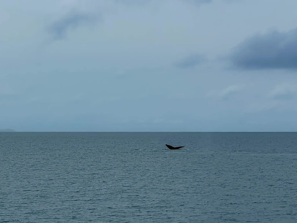 Humpback whale tail surfacing above the Pacific Ocean near the Pearl Islands during whale season, Panama -- day trips from Panama City