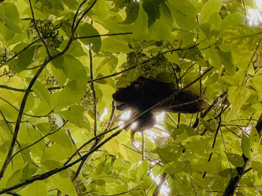 Sloth hanging in the forest canopy at Metropolitan Natural Park, Panama City — Metropolitan Natural Park Panama