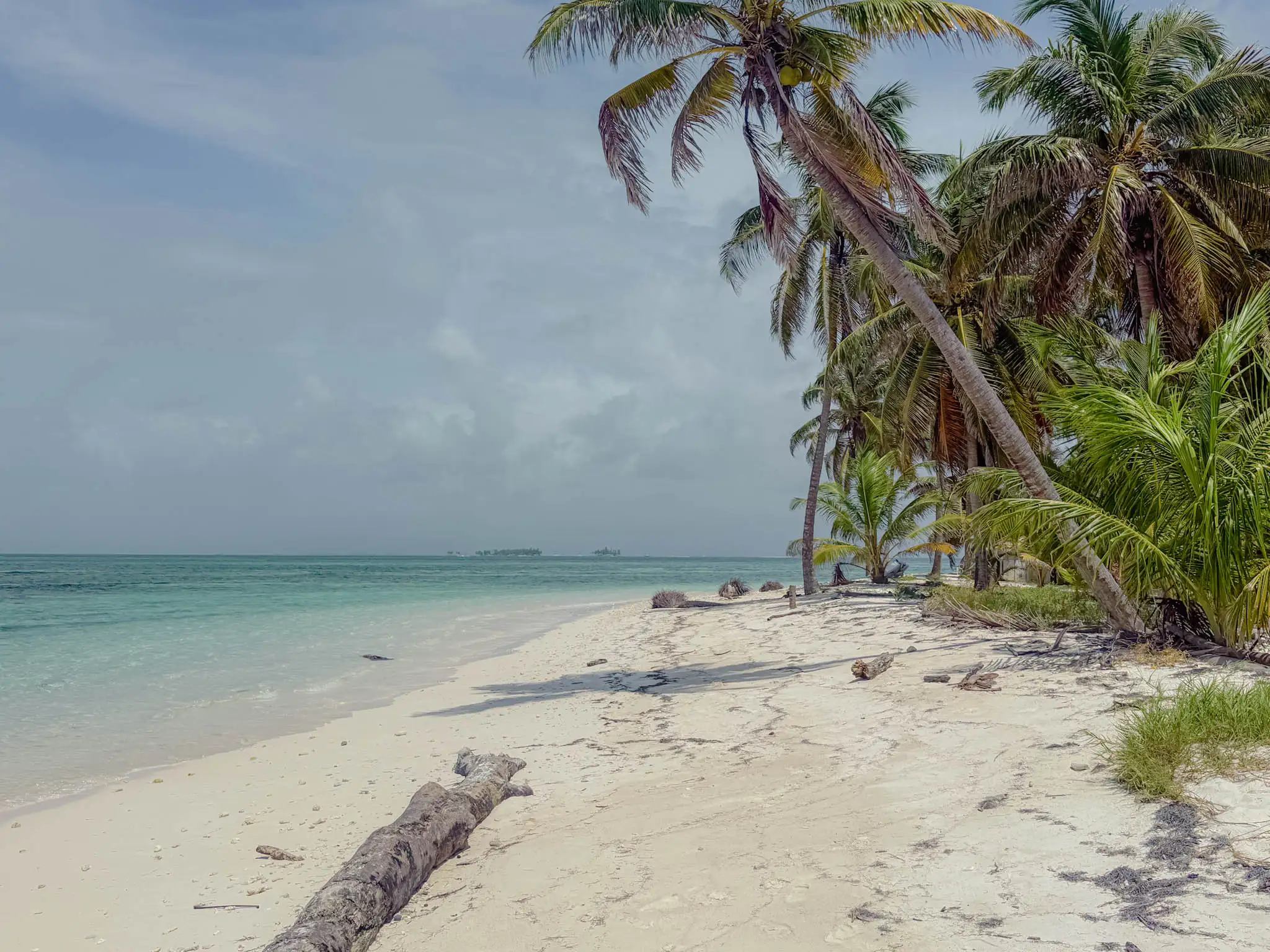 Deserted white sand beach with leaning palm trees and driftwood on a remote San Blas island - San Blas Islands Panama