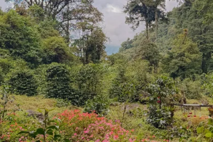 Coffee plants and tropical flowers in the cloud forest landscape outside Boquete, Panama, where Geisha coffee is grown