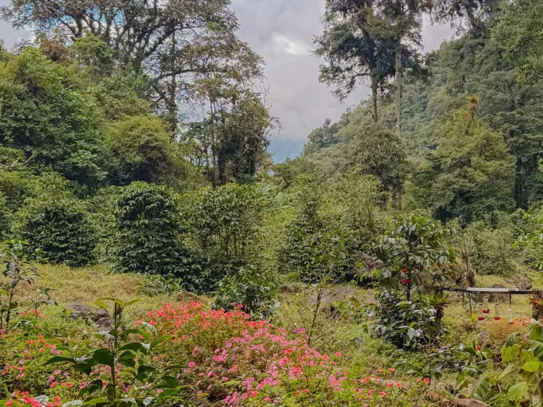Coffee plants and tropical flowers in the cloud forest landscape outside Boquete, Panama, where Geisha coffee is grown