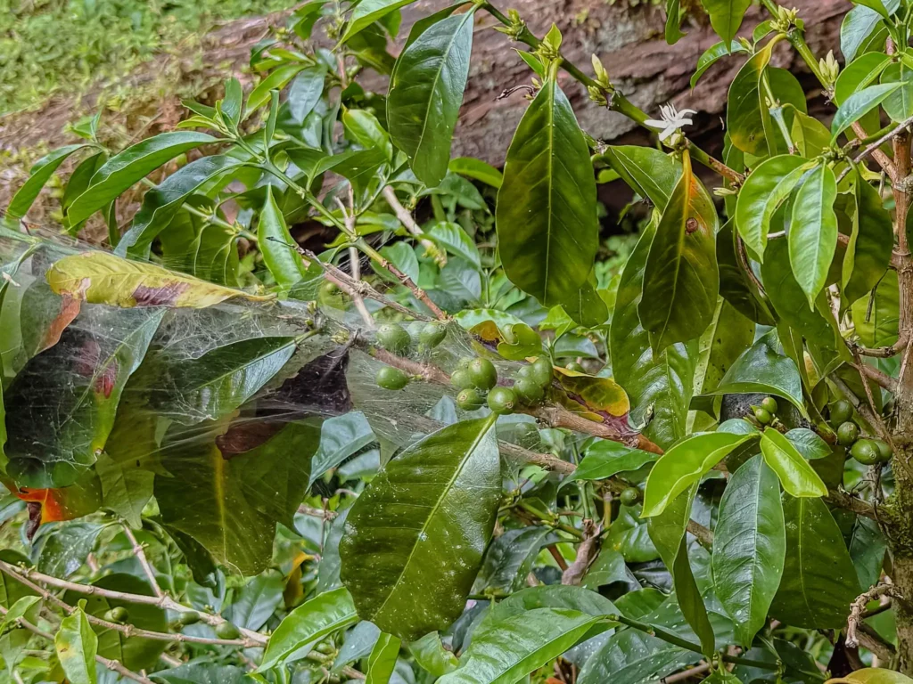 Close-up of a Geisha coffee plant in Boquete, Panama, with unripe green cherries and a white coffee flower in bloom