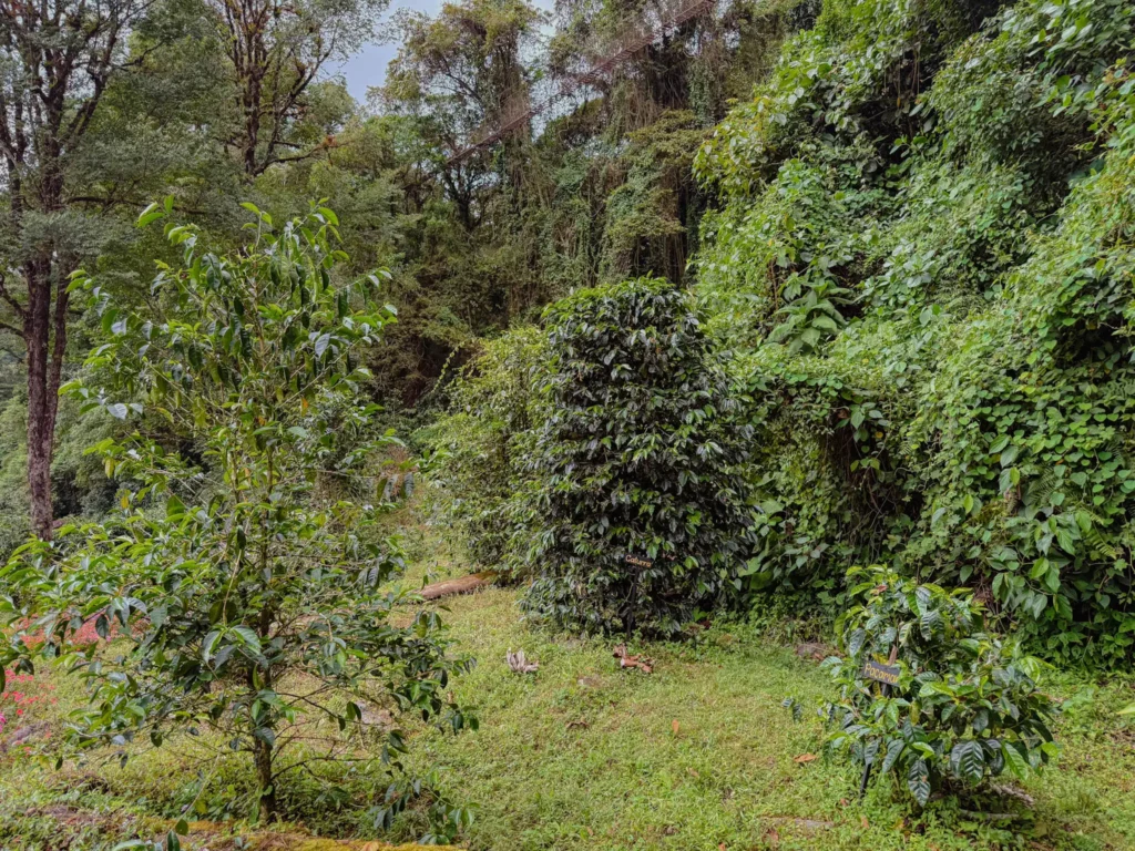 Different coffee varietals labeled and growing side by side on a coffee farm in Boquete, Panama