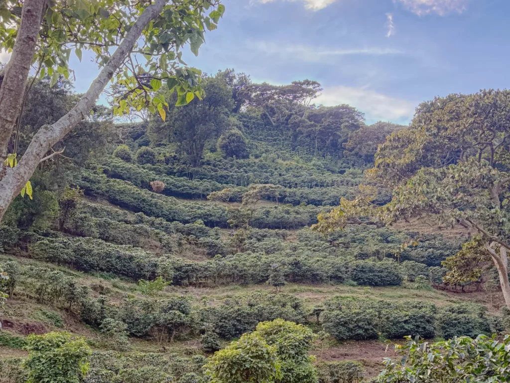 A coffee plantation in the highlands of Boquete, Panama, with rows of coffee plants on the hillside framed by the cloud forest where Geisha coffee is grown